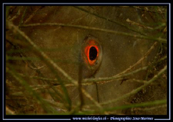 The Eye of a Tench... :O) ... by Michel Lonfat 